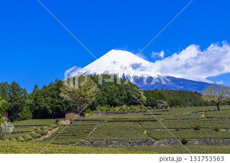 【静岡県_富士市】大淵笹場の茶畑 4月 【静岡県_富士市】大淵笹場の茶畑 4月 131753563