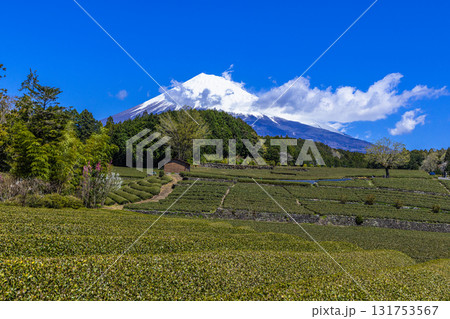 【静岡県_富士市】大淵笹場の茶畑 4月 【静岡県_富士市】大淵笹場の茶畑 4月 131753567