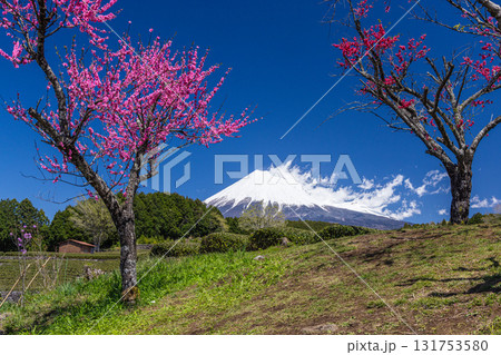 【静岡県_富士市】大淵笹場の茶畑 4月 【静岡県_富士市】大淵笹場の茶畑 4月 131753580