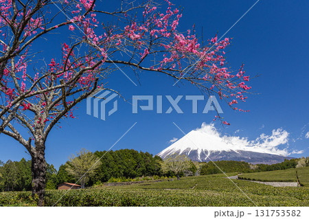 【静岡県_富士市】大淵笹場の茶畑 4月 【静岡県_富士市】大淵笹場の茶畑 4月 131753582