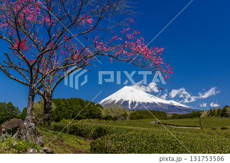 【静岡県_富士市】大淵笹場の茶畑 4月 【静岡県_富士市】大淵笹場の茶畑 4月 131753586