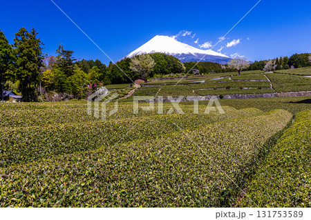 【静岡県_富士市】大淵笹場の茶畑 4月 【静岡県_富士市】大淵笹場の茶畑 4月 131753589