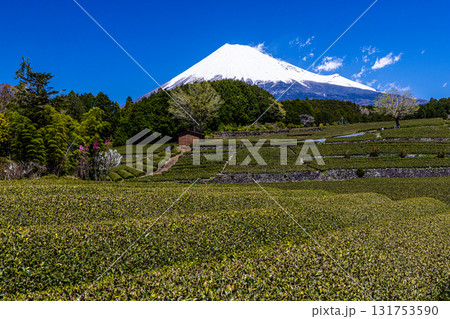 【静岡県_富士市】大淵笹場の茶畑 4月 131753590