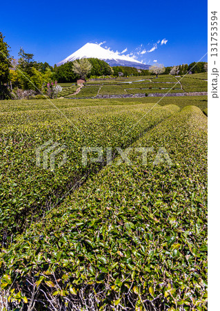 【静岡県_富士市】大淵笹場の茶畑 4月 【静岡県_富士市】大淵笹場の茶畑 4月 131753594