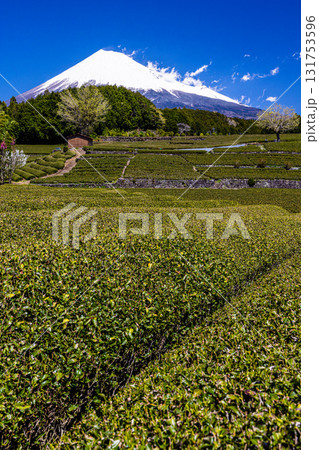 【静岡県_富士市】大淵笹場の茶畑 4月 【静岡県_富士市】大淵笹場の茶畑 4月 131753596