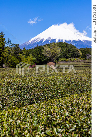 【静岡県_富士市】大淵笹場の茶畑 4月 131753601