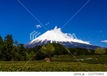 【静岡県_富士市】大淵笹場の茶畑 4月 【静岡県_富士市】大淵笹場の茶畑 4月 131753602