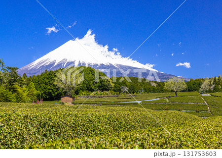 【静岡県_富士市】大淵笹場の茶畑 4月 【静岡県_富士市】大淵笹場の茶畑 4月 131753603