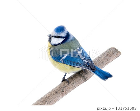 Blue Tit perched on branch, Cyanistes caeruleus, isolated on transparent background Blue Tit perched on branch, Cyanistes caeruleus, isolated on transparent background 131753605