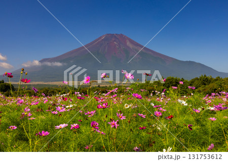 山梨県南都留郡山中湖村山中　青空の花の都公園のコスモス畑と後ろにそびえる富士山 131753612