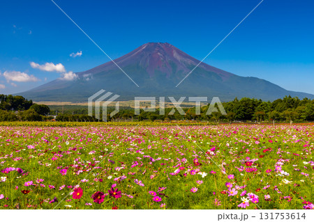 山梨県南都留郡山中湖村山中　青空の花の都公園のコスモス畑と後ろにそびえる富士山 131753614