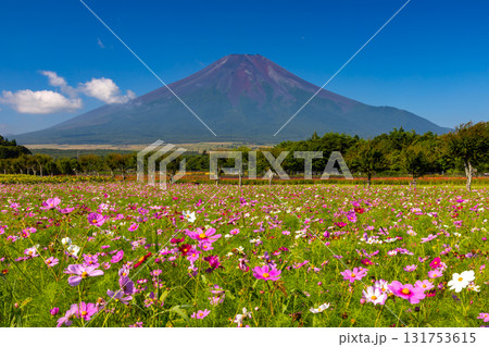 山梨県南都留郡山中湖村山中 青空の花の都公園のコスモス畑と後ろにそびえる富士山 山梨県南都留郡山中湖村山中 青空の花の都公園のコスモス畑と後ろにそびえる富士山 131753615