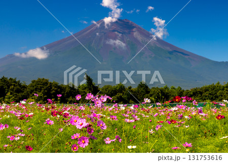 山梨県南都留郡山中湖村山中　青空の花の都公園のコスモス畑と後ろにそびえる富士山 131753616