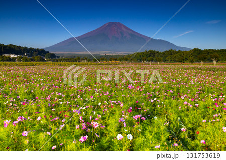 山梨県南都留郡山中湖村山中　青空の花の都公園のコスモス畑と後ろにそびえる富士山 131753619