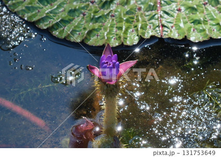 オニバスの花 オニバスの花 131753649