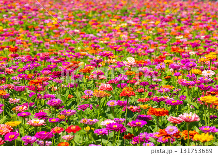 山梨県南都留郡山中湖村山中　花の都公園の一面の色とりどりの百日草の景色 131753689