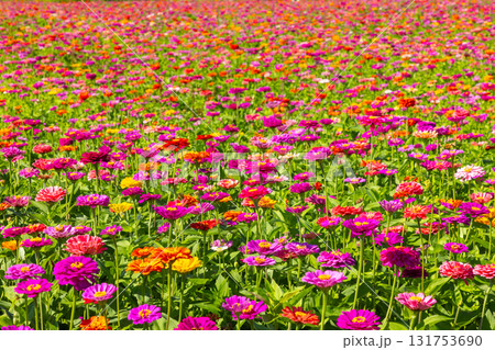 山梨県南都留郡山中湖村山中　花の都公園の一面の色とりどりの百日草の景色 131753690