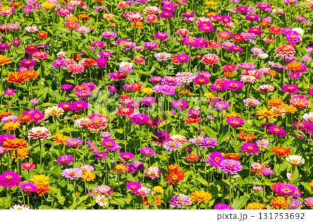 山梨県南都留郡山中湖村山中　花の都公園の一面の色とりどりの百日草の景色 131753692