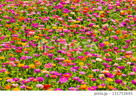 山梨県南都留郡山中湖村山中　花の都公園の一面の色とりどりの百日草の景色 131753693