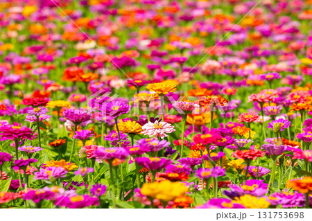 山梨県南都留郡山中湖村山中　花の都公園の一面の色とりどりの百日草の景色 131753698