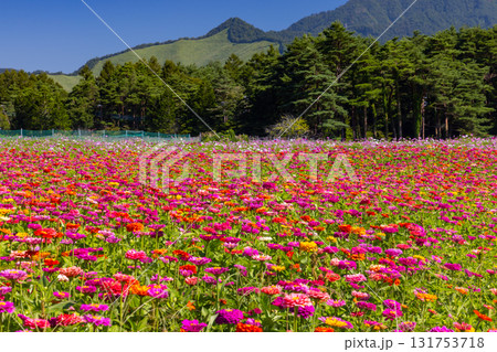 山梨県南都留郡山中湖村山中　花の都公園の一面の色とりどりの百日草の景色 131753718