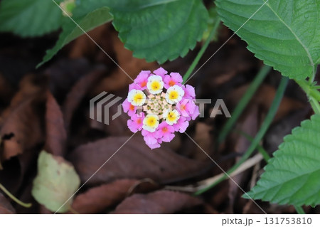 秋の庭に咲くカラフルなランタナの花 秋の庭に咲くカラフルなランタナの花 131753810