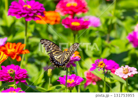 山梨県南都留郡山中湖村山中 花の都公園の色とりどりの百日草とアゲハチョウ 山梨県南都留郡山中湖村山中 花の都公園の色とりどりの百日草とアゲハチョウ 131753955