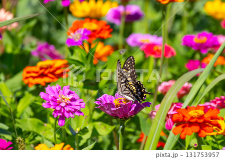 山梨県南都留郡山中湖村山中　花の都公園の色とりどりの百日草とアゲハチョウ 131753957