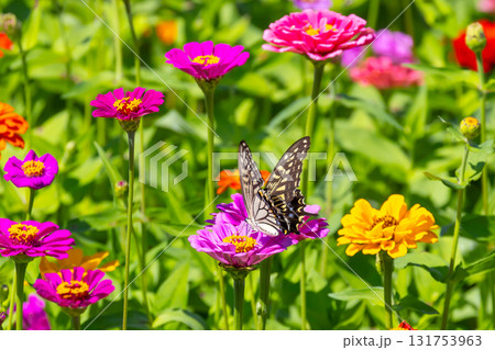 山梨県南都留郡山中湖村山中　花の都公園の色とりどりの百日草とアゲハチョウ 131753963