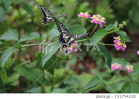 秋の公園に咲くカラフルなランタナの花の周りを飛ぶキアゲハ蝶 131754110