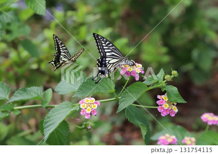 秋の公園に咲くカラフルなランタナの花の周りを飛ぶキアゲハ蝶 131754115