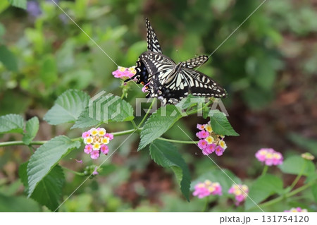 秋の公園に咲くカラフルなランタナの花の周りを飛ぶキアゲハ蝶 秋の公園に咲くカラフルなランタナの花の周りを飛ぶキアゲハ蝶 131754120