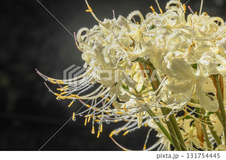 雨上がりの白色彼岸花 雨上がりの白色彼岸花 131754445
