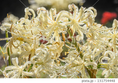 雨上がりの白色彼岸花 雨上がりの白色彼岸花 131754448