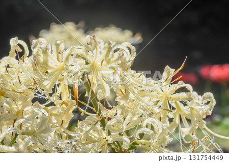 雨上がりの白色彼岸花 131754449