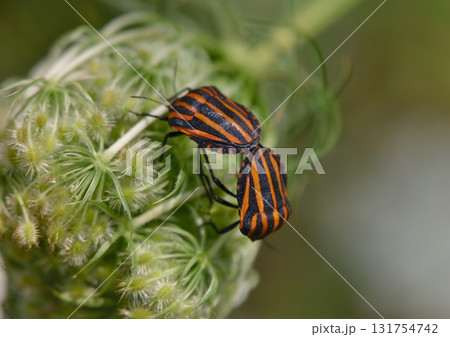 交尾する赤いカメムシ 131754742