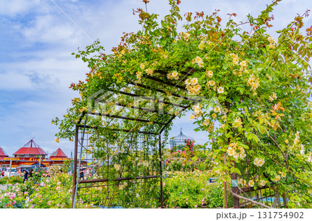 【熊本県】満開のバラが美しい、エコパーク水俣バラ園 131754902