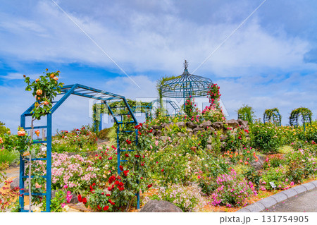 【熊本県】満開のバラが美しい、エコパーク水俣バラ園 131754905