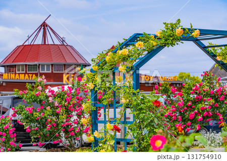 【熊本県】満開のバラが美しい、エコパーク水俣バラ園 131754910