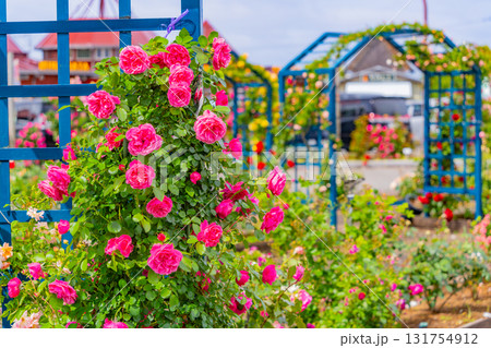 【熊本県】満開のバラが美しい、エコパーク水俣バラ園 131754912