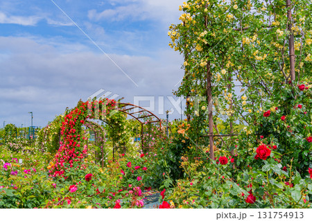 【熊本県】満開のバラが美しい、エコパーク水俣バラ園 131754913