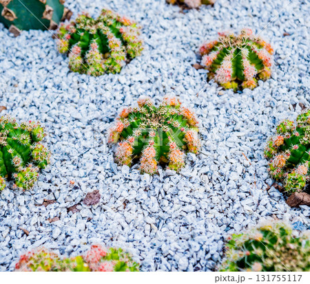 Collection beautiful prickly cacti in the greenhouse 131755117