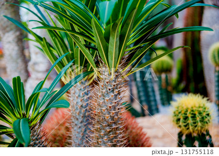 Collection beautiful prickly cacti in the greenhouse 131755118