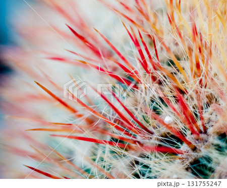 Beautiful macro shots of prickly cactus. Background and textures 131755247