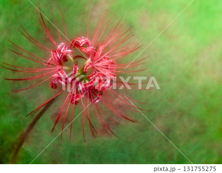 芝生の上に一輪の赤い彼岸花が咲いている風景 131755275