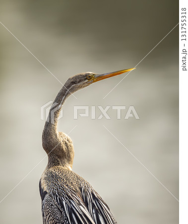 Oriental darter or Indian darter or Anhinga melanogaster at keoladeo national park bharatpur bird sanctuary forest rajasthan india asia bird fine art close up or portrait in winter season safari 131755318