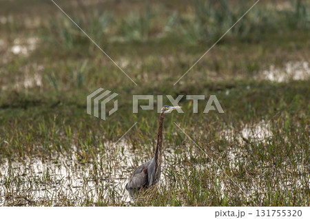 Purple heron or Ardea purpurea wading bird in keoladeo national park forest bharatpur bird sanctuary rajasthan india in shallow water wetland and during cold winter season migration 131755320