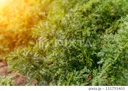 Long field and rows of carrots. Blue summer sky. Long field and rows of carrots. Blue summer sky. 131755403