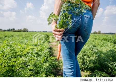 Growing organic carrots. Carrots in the hands of a farmer. Growing organic carrots. Carrots in the hands of a farmer. 131755408