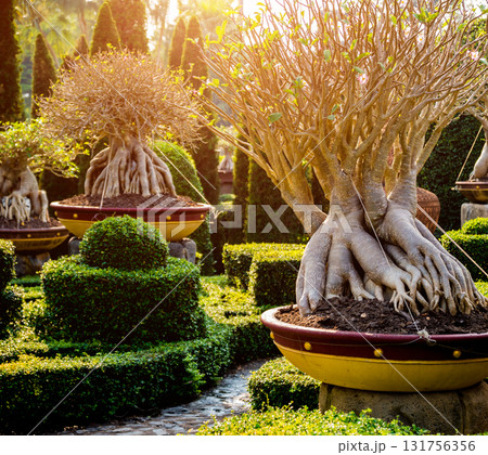Luxury landscape design of the tropical garden.  131756356